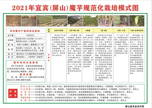 技術傳授到田間，農技推廣重實效——屏山縣白魔芋規范化種植技術現場培訓會側記